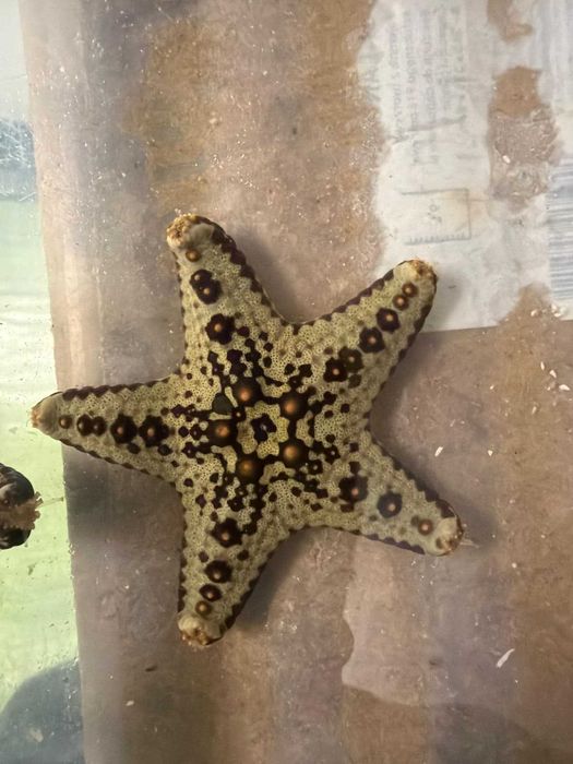 Pentaceraster sp. – rozgwiazda morska | akwarium morskie