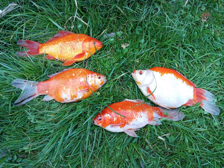 Karasie kolorowe koi do stawu oczka karaś kolorowy karp