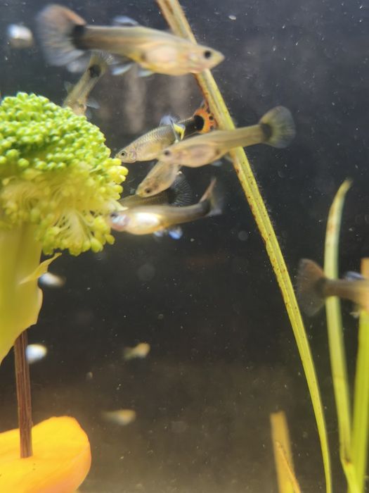 vendo guppys surtidos