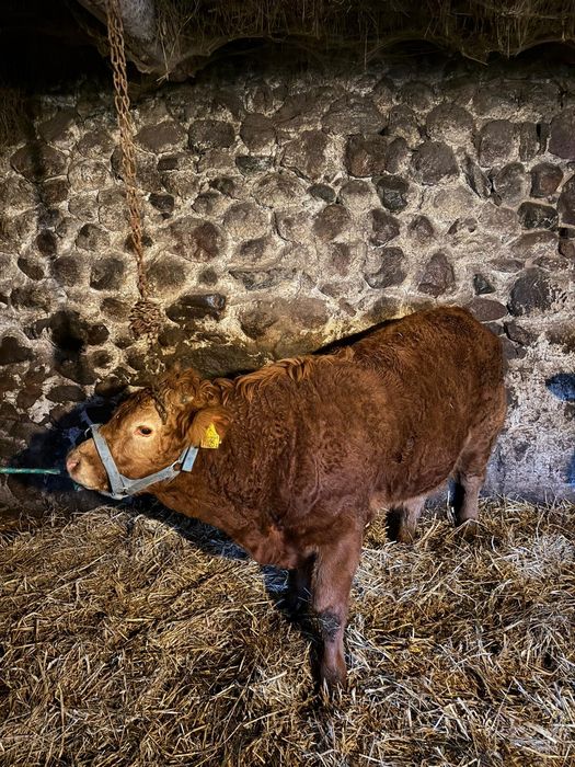 Sprzedam byczka LM limousine