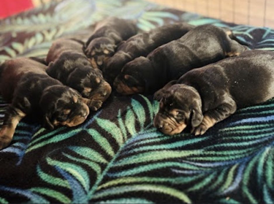 Gończy  Polski szczenie PIESEK