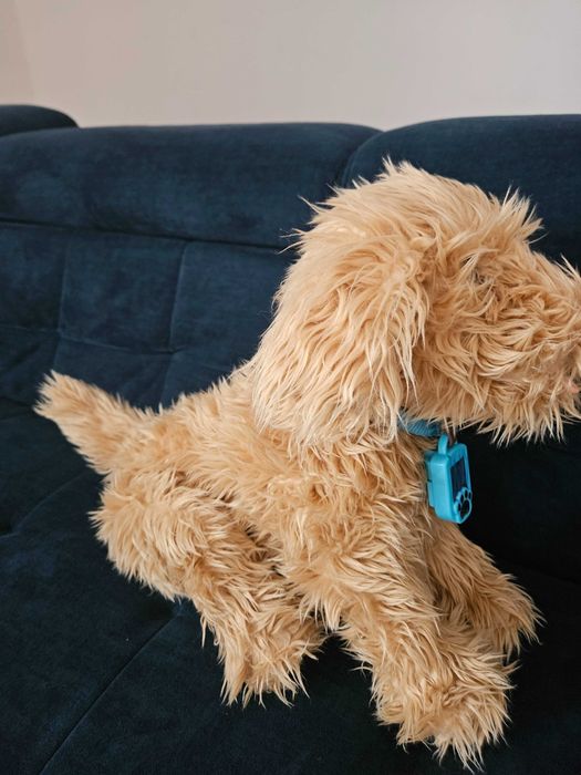 Piesek interaktywny Pikse!!!