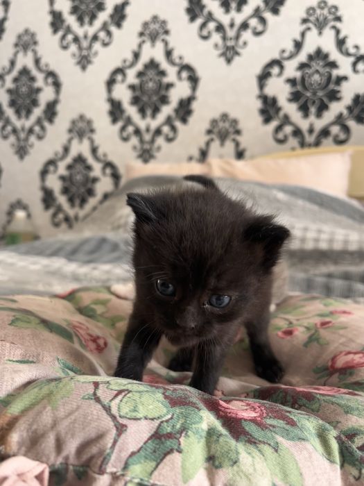 Віддам кошенят БЕЗКОШТОВНО