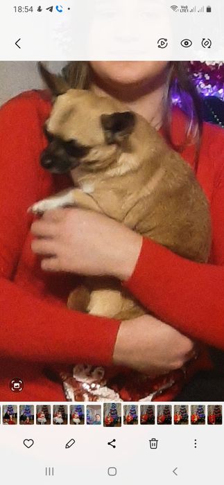 Пропала собака!Допоможіть знайти!