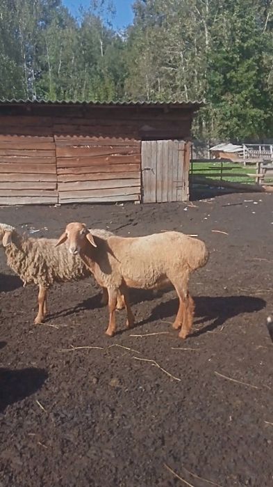 Продам баранів гиссар кросс допер  романівськіх