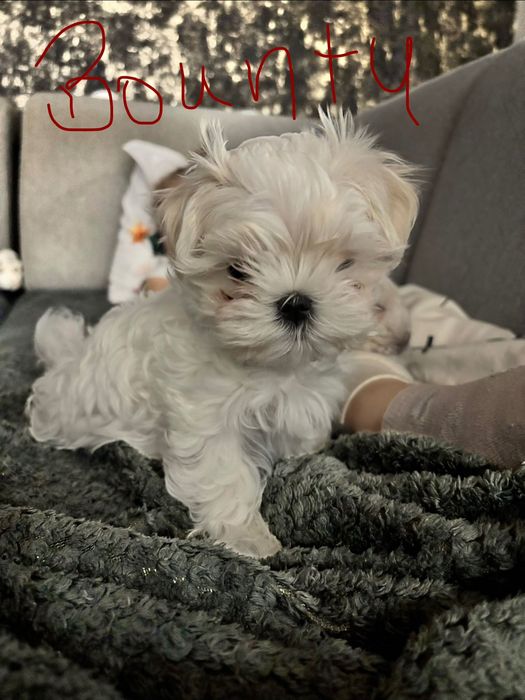 Maltańczyki Zhpr Uci