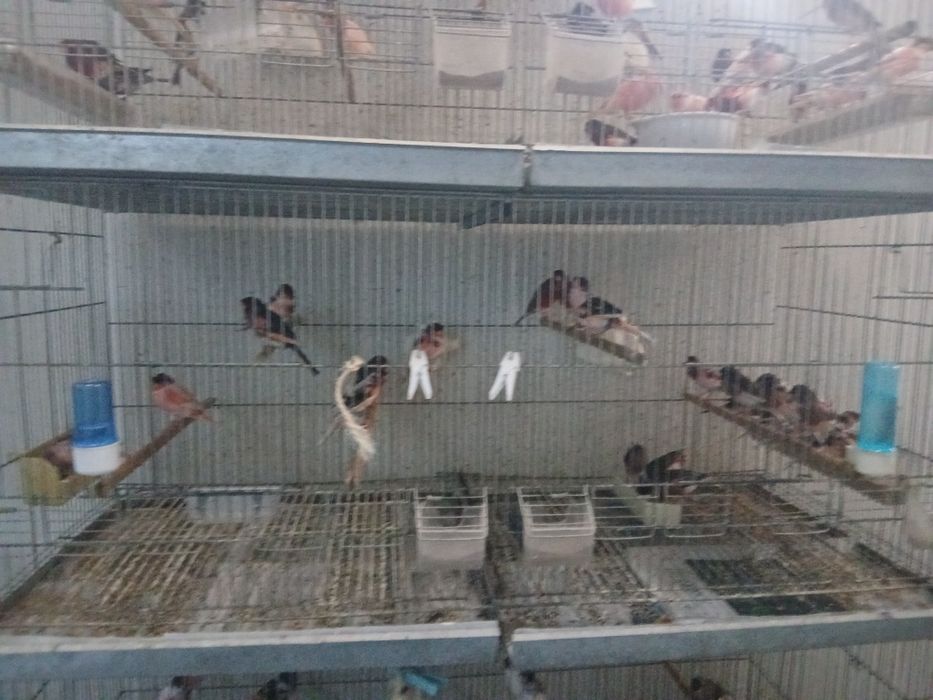 Canarios de bom porte