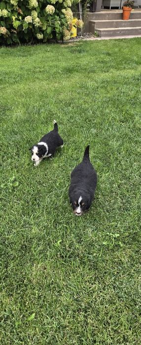 Bernenski pies pasterski Bernenczyk