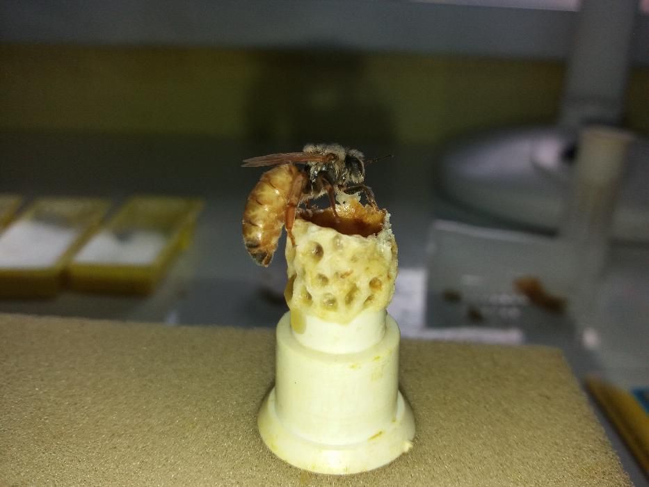 Matki pszczele (nu) Buckfast i  Sklenar