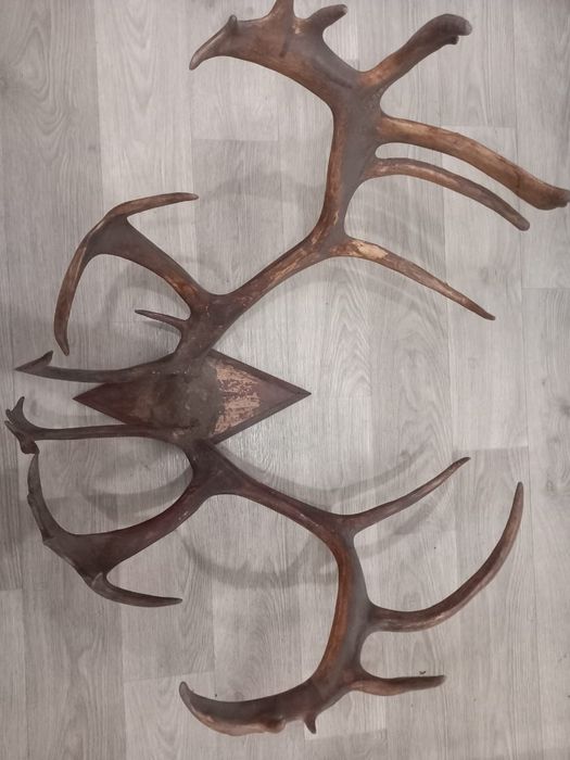 Рога оленя натуральные.