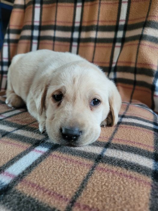 Piesek Labrador Retriever