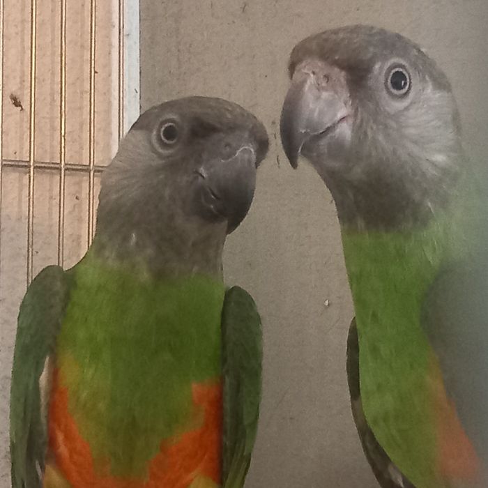 Roselas / Mustaches / Senegais