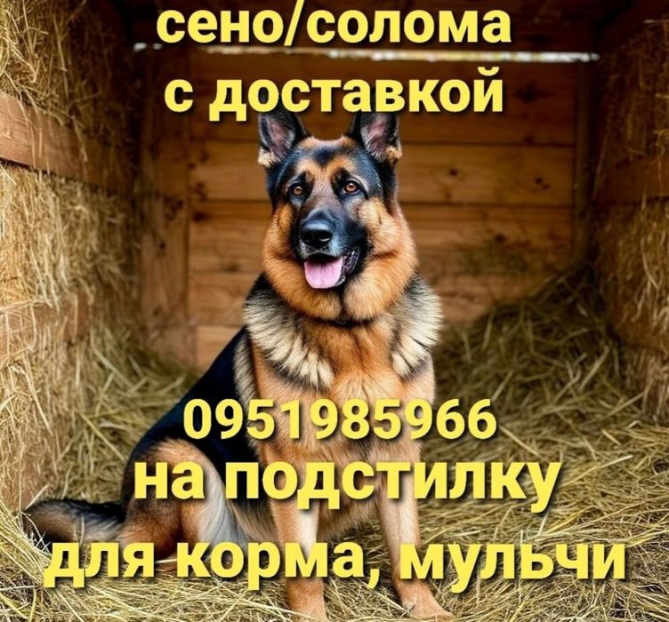 СЕНО  в тюках мешках, сіно разнотравье с доставкой от 1 штуки.