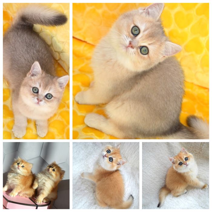 Британские котята золотая шиншилла, голубая шиншилла