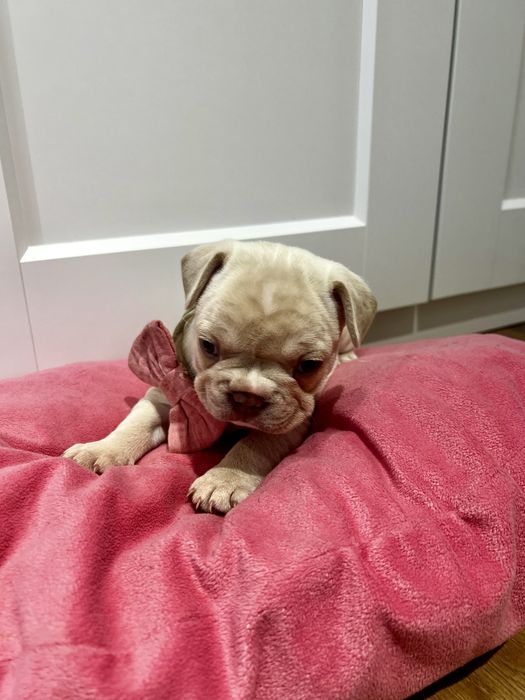 Buldog francuski kremowy lilac platynowy new shade isabella platinum
