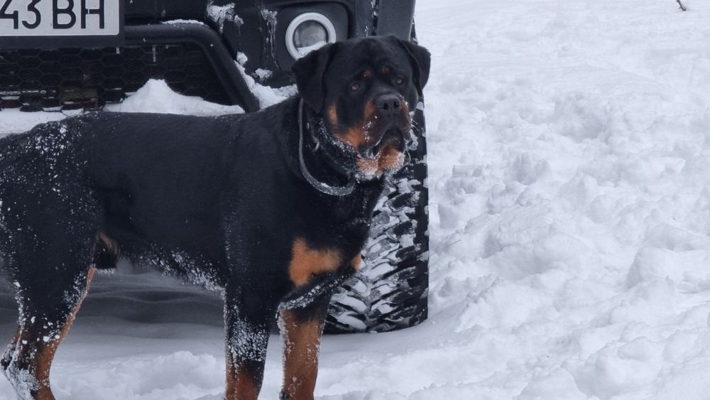 В'язка ротвейлера