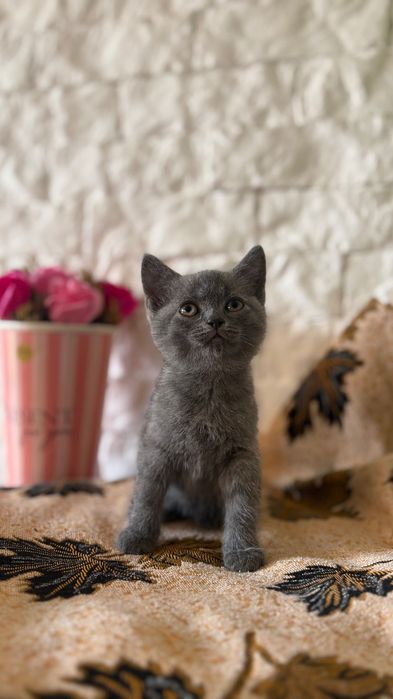 Маленькі милі кошенятка