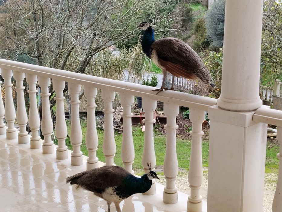 Pavao com 6 meses de idade