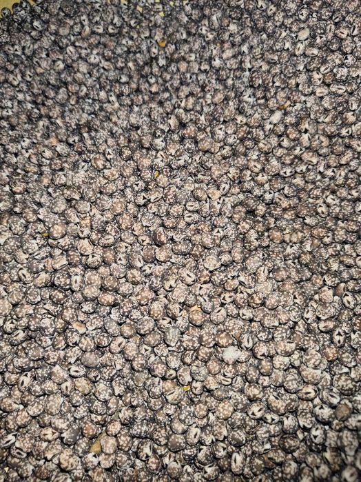 Sprzedam łubin caro, poplon