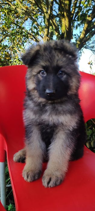 Pastor Alemão macho com lop e Afixo