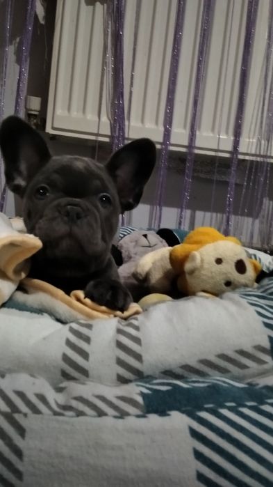 Девочка французский бульдог