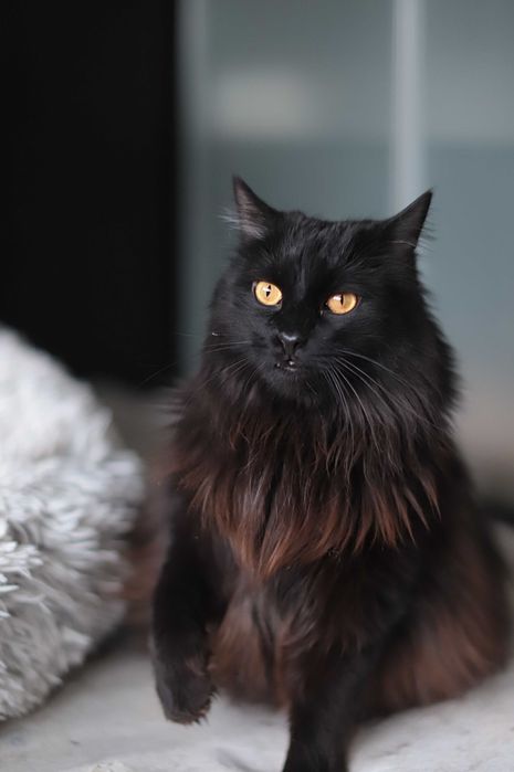 Podaruj nam dom- Mati i Oreosia, felv+