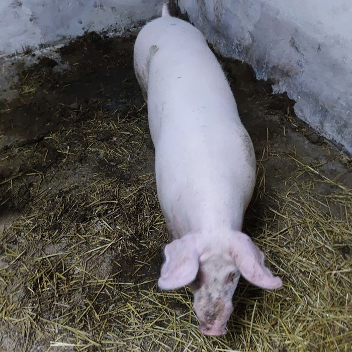 Продам свиней мясобеконного напрямку
