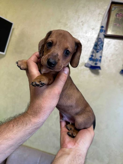 Такса стандартна