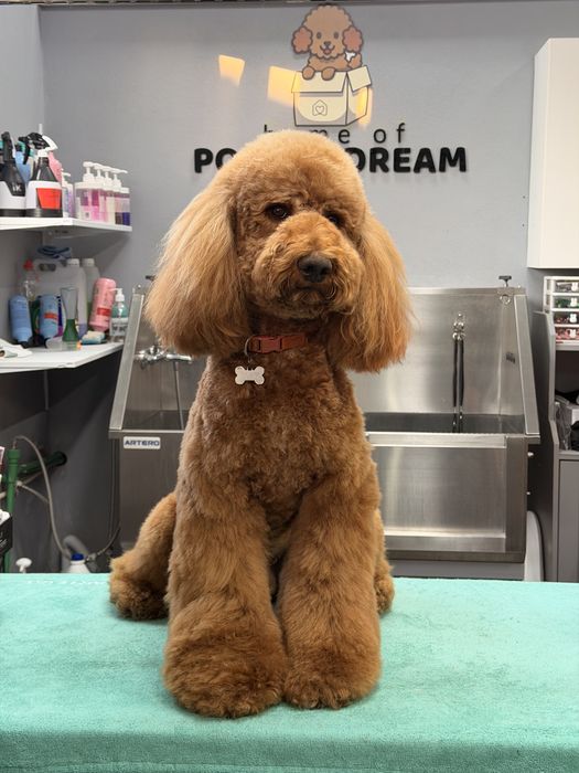 Imperdível!!! Preço especial por 1 semana!!! Linda bebê de Caniche/Poodle Standard procura novo dono!!!