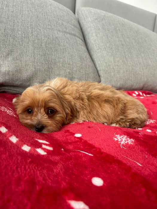 Malutki piesek Cavapoo