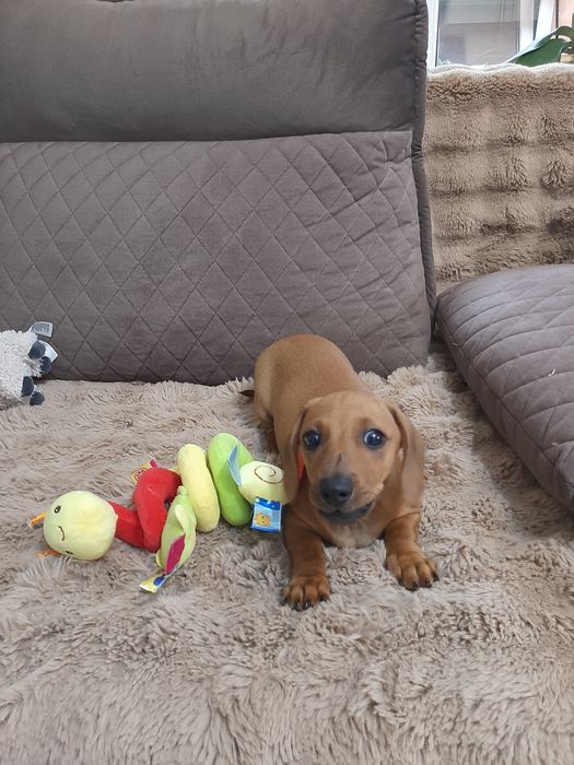 Руденькі гладкошерстні таксята.