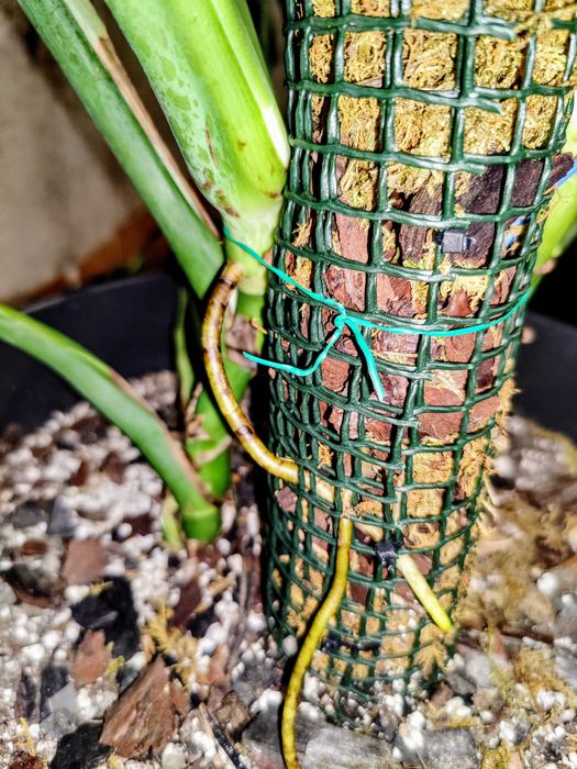 Tutor / Pole / Suporte Para Plantas