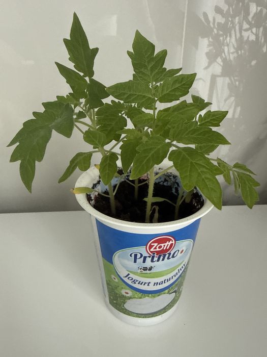 Sadzonki pomidorow maskotka