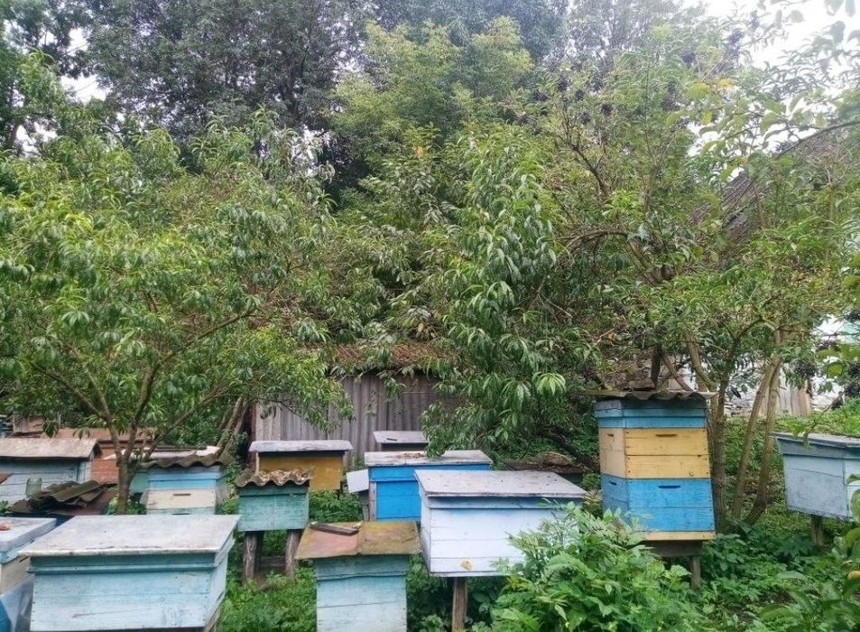 Продам  бджолосім'ї