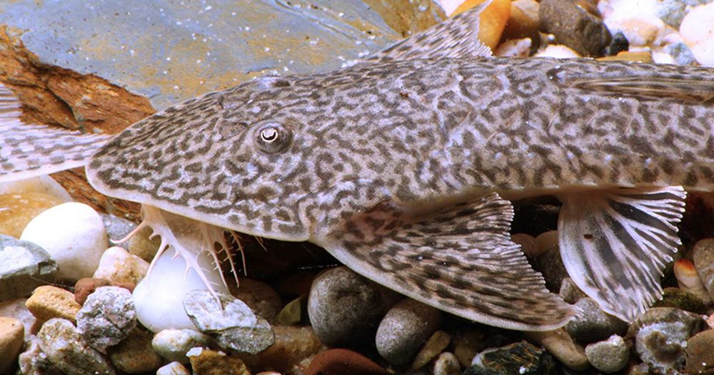 Pseudohemiodon sp. Peru - ODŁÓW - WF - Zbrojnik - Glonojad - dowóz
