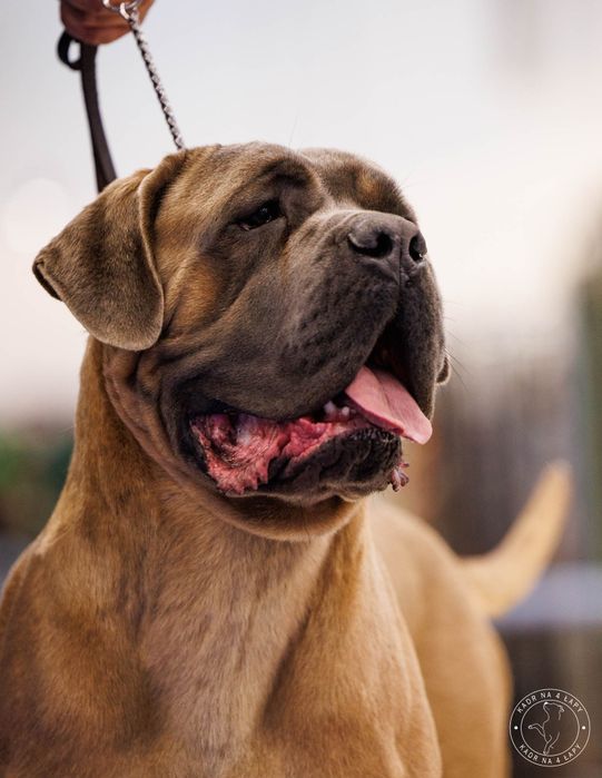 Cane corso szczenie