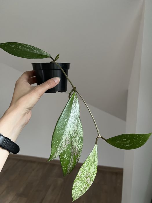 Hoya Publicalyx sadzonka