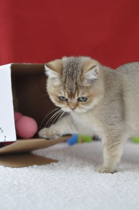 Золота британочка дівчинка