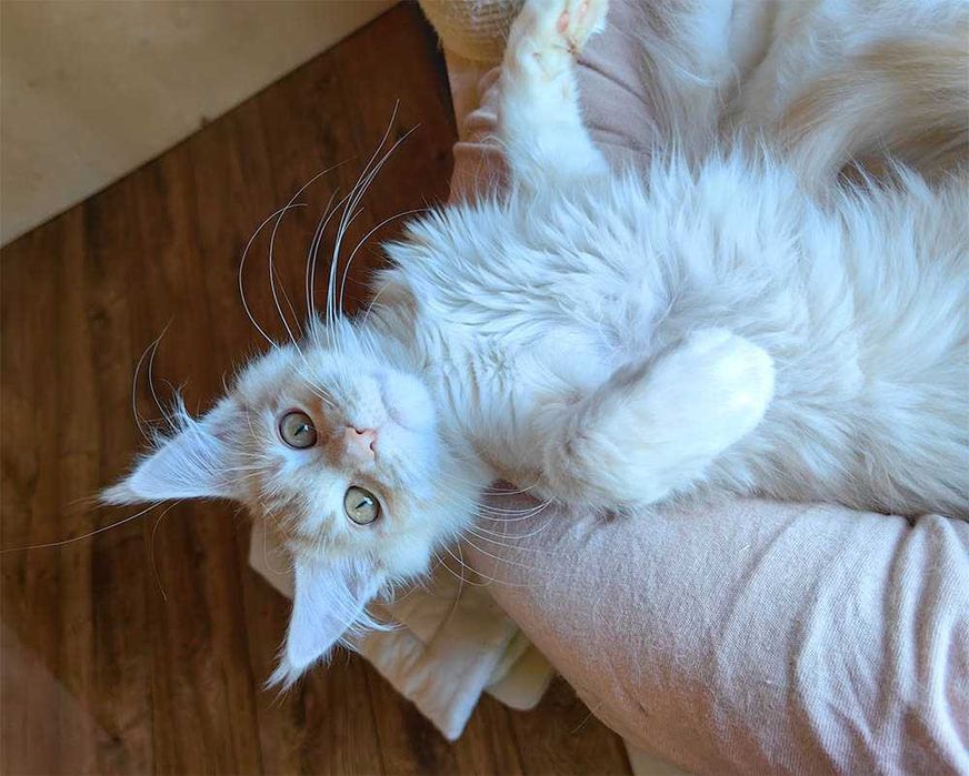 Koteczka Maine Coon , rodowód FPL/FIFe, gotowa do odbioru