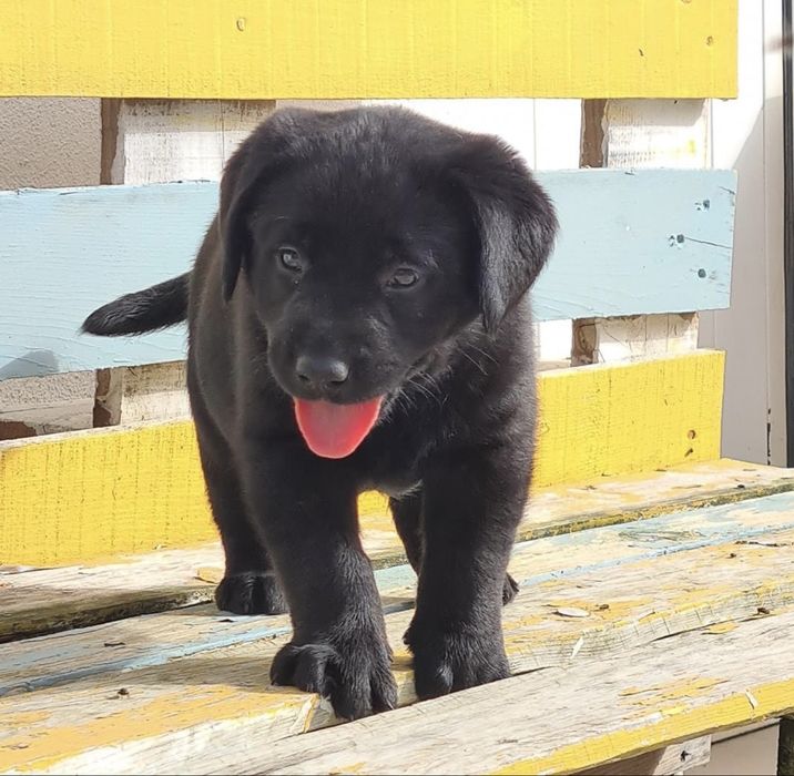 Labrador retriever