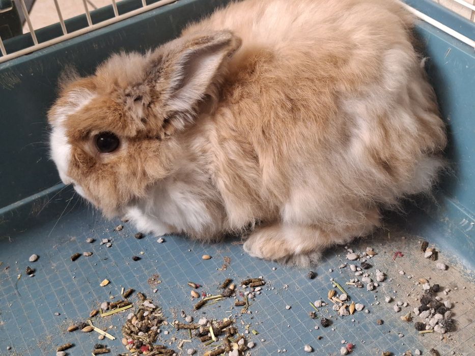 Dou coelho anão c/3 anos