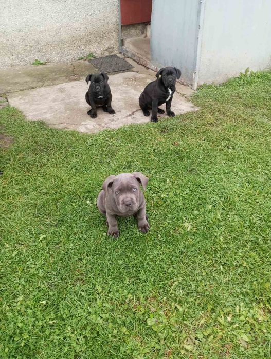 Кане - Корсо цуценята