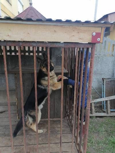 Кобель німецької вівчарки для в'язки