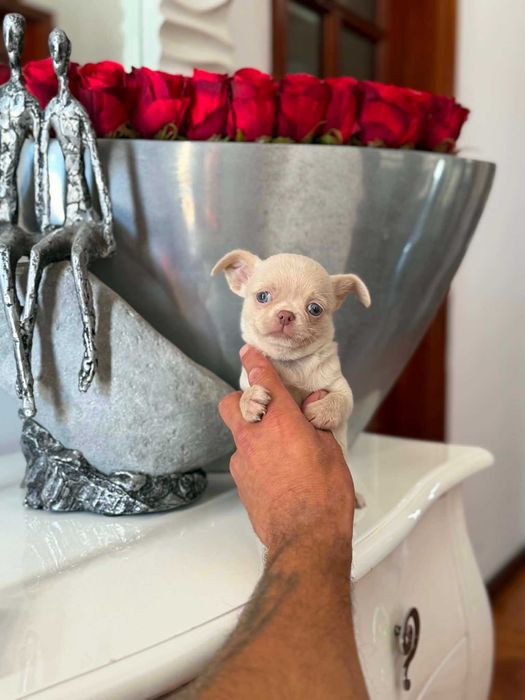 Chihuahua  Superminiatura  MACHINHO  COM LOP E AFIXO