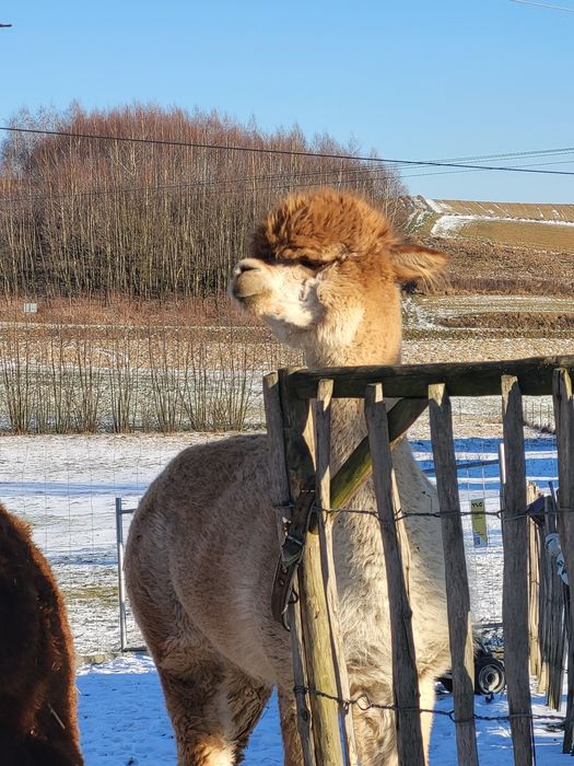 Młoda piękna samiczka alpaka