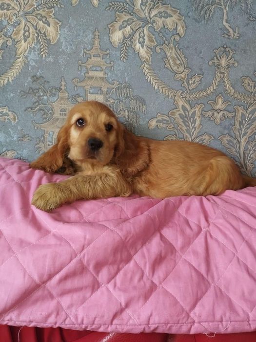 Дівчинка англійських кокер спаніелів