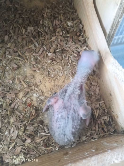 Loris molucano para criar á mão