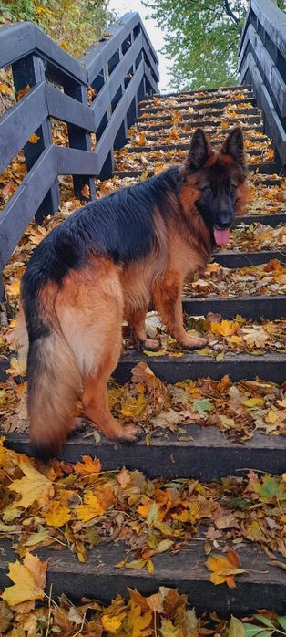 Reproduktor w typie owczarka niemieckiego