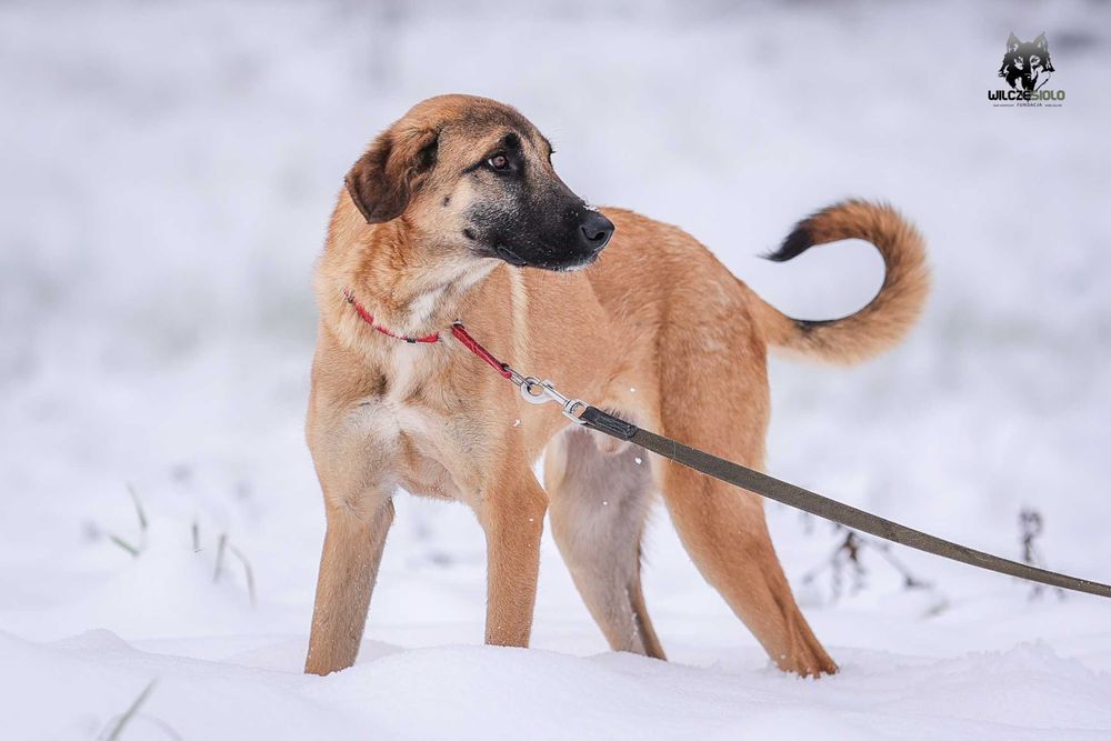 Mauro młody owczarek anatolijski do adopcji z fundacji