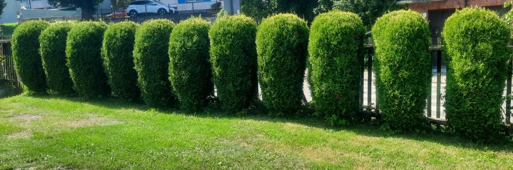 Oddam tuje za wykopanie Oświęcim